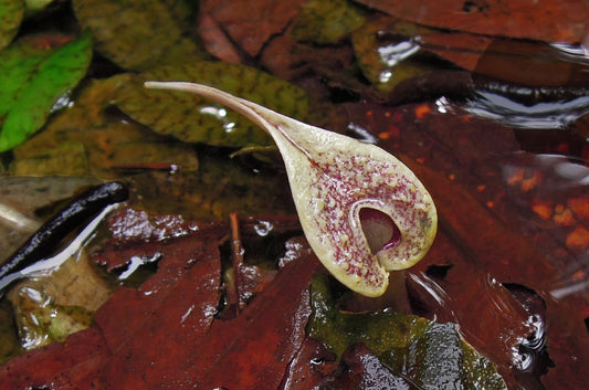 How PPM™ saved culture of the rarest plant Cryptocoryne x Timahensis!