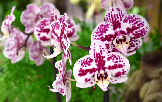 How PPM™ helped Eliseo culture his Orchids and Carnivorous plants