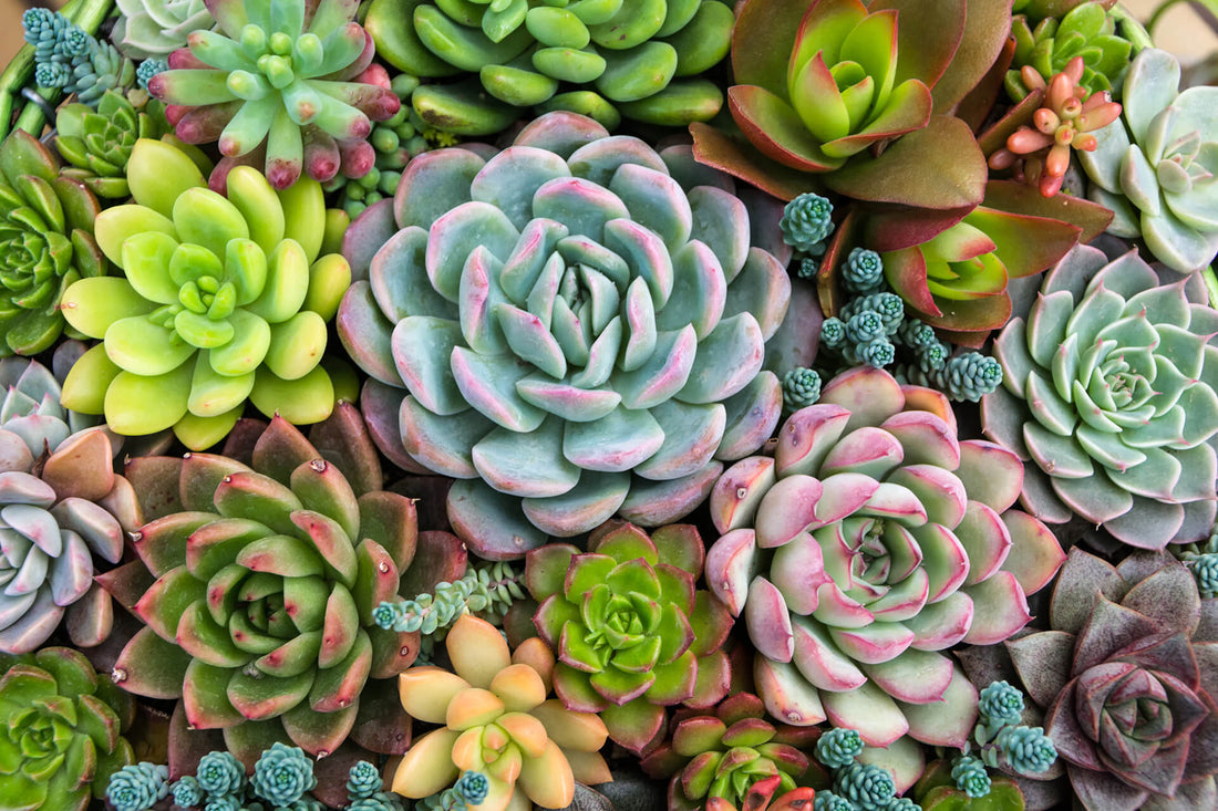 PPM™ Case Study—Succulent Business