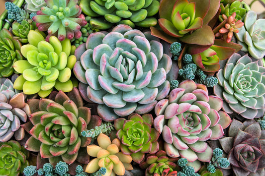 PPM™ Case Study—Succulent Business