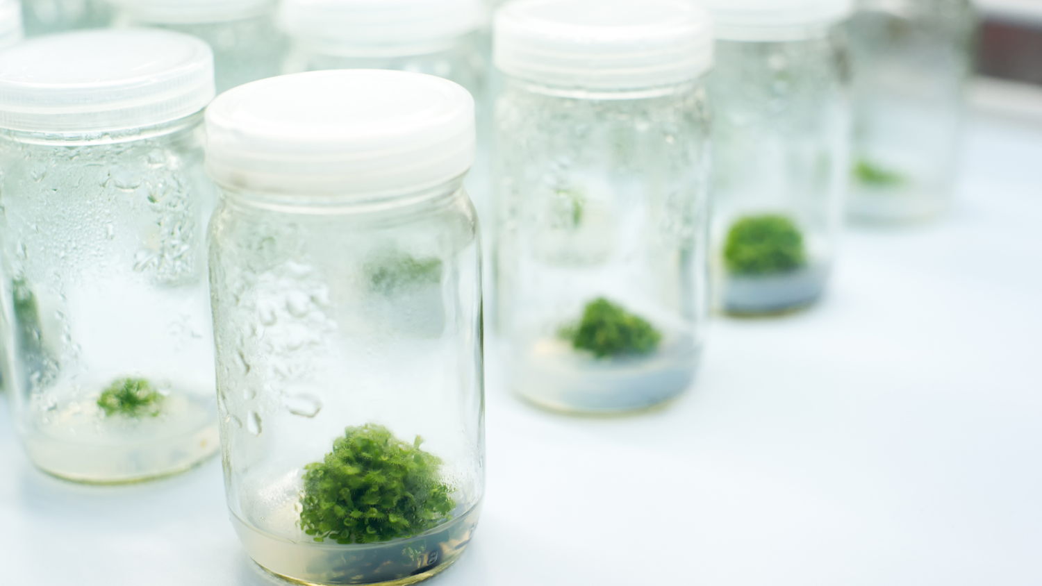 Plant Growth Regulators