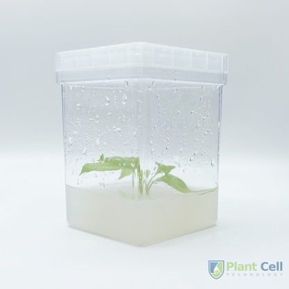 PCT square vessel displaying a plant specimen embedded in agar.