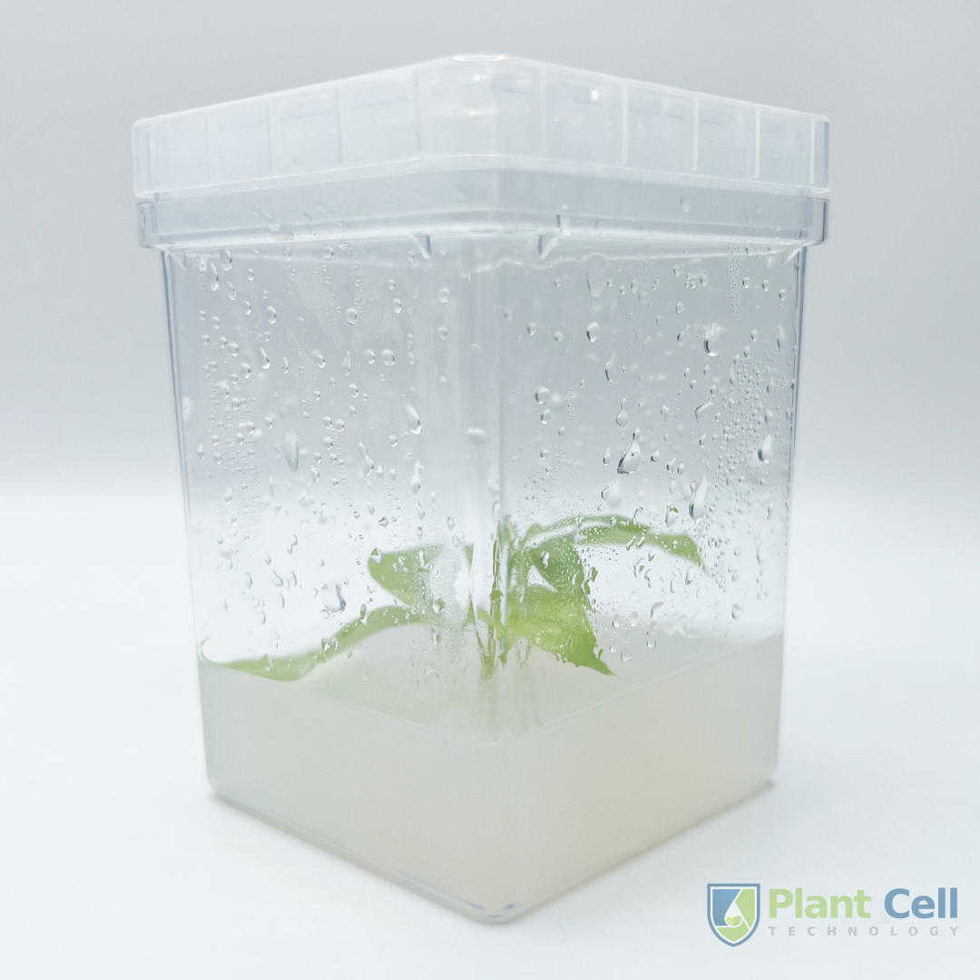PCT square vessel displaying a plant specimen embedded in agar.