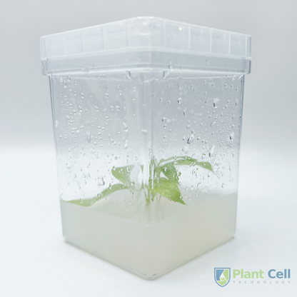PCT square vessel displaying a plant specimen embedded in agar.