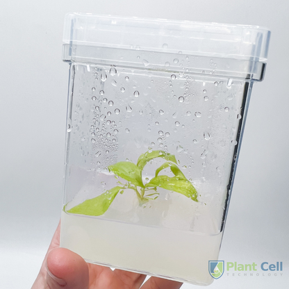 PCT square vessel held in hand displaying a plant specimen embedded in agar.