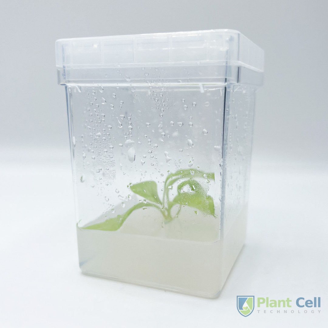 PCT square vessel displaying a plant specimen embedded in agar.