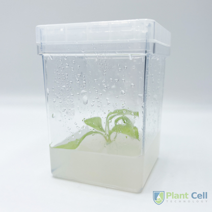 PCT square vessel displaying a plant specimen embedded in agar.