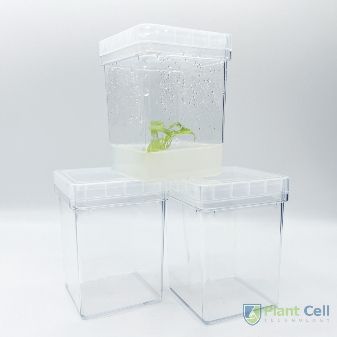 Stack of three PCT square vessels: top vessel contains a plant specimen embedded in agar, while the bottom two are empty.