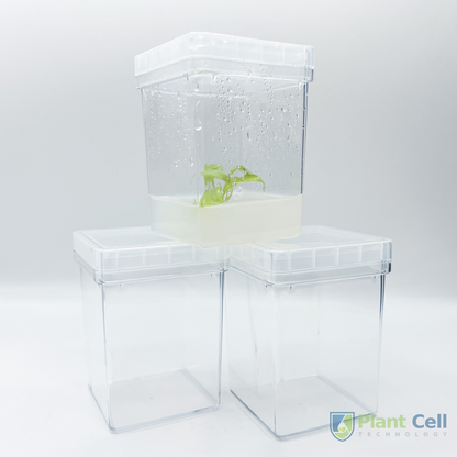 Stack of three PCT square vessels: top vessel contains a plant specimen embedded in agar, while the bottom two are empty.