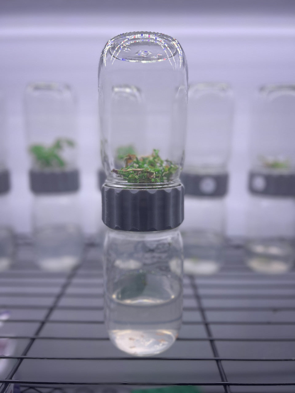Image of Glass BioCoupler set with plant specimen displayed.