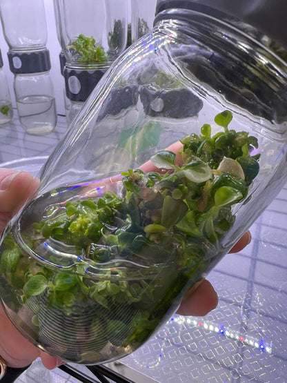 Image of Glass BioCoupler set with plant specimen displayed in hand.