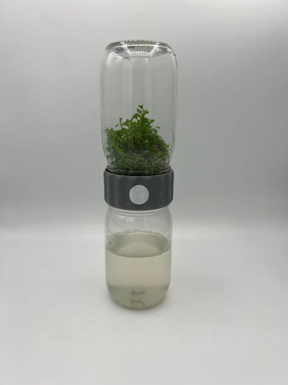 Image of Glass BioCoupler set with plant specimen displayed against neutral background.