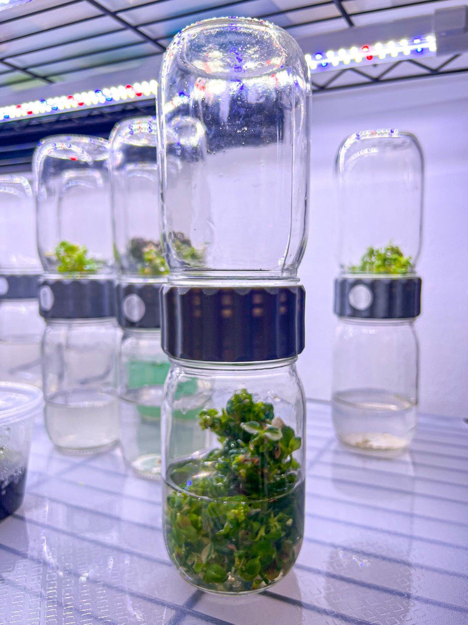 Image of Glass BioCoupler setss with various plant specimens displayed.
