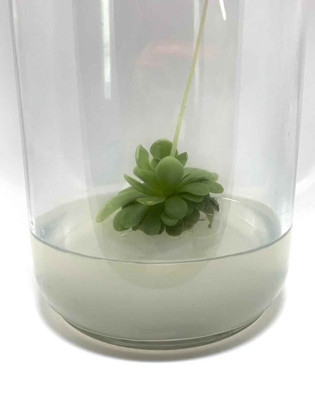Supreme TC Grade Agar displaying a plant specimen embedded in agar.