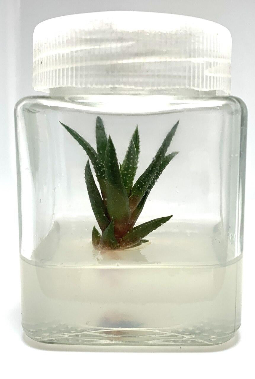 Supreme TC Grade Agar displaying a plant specimen embedded in agar.