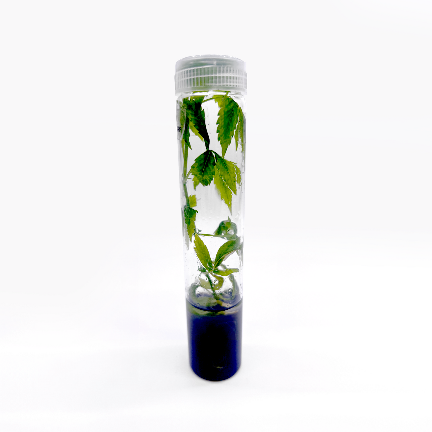 Vented Plant TC Test Tubes  (100ml)